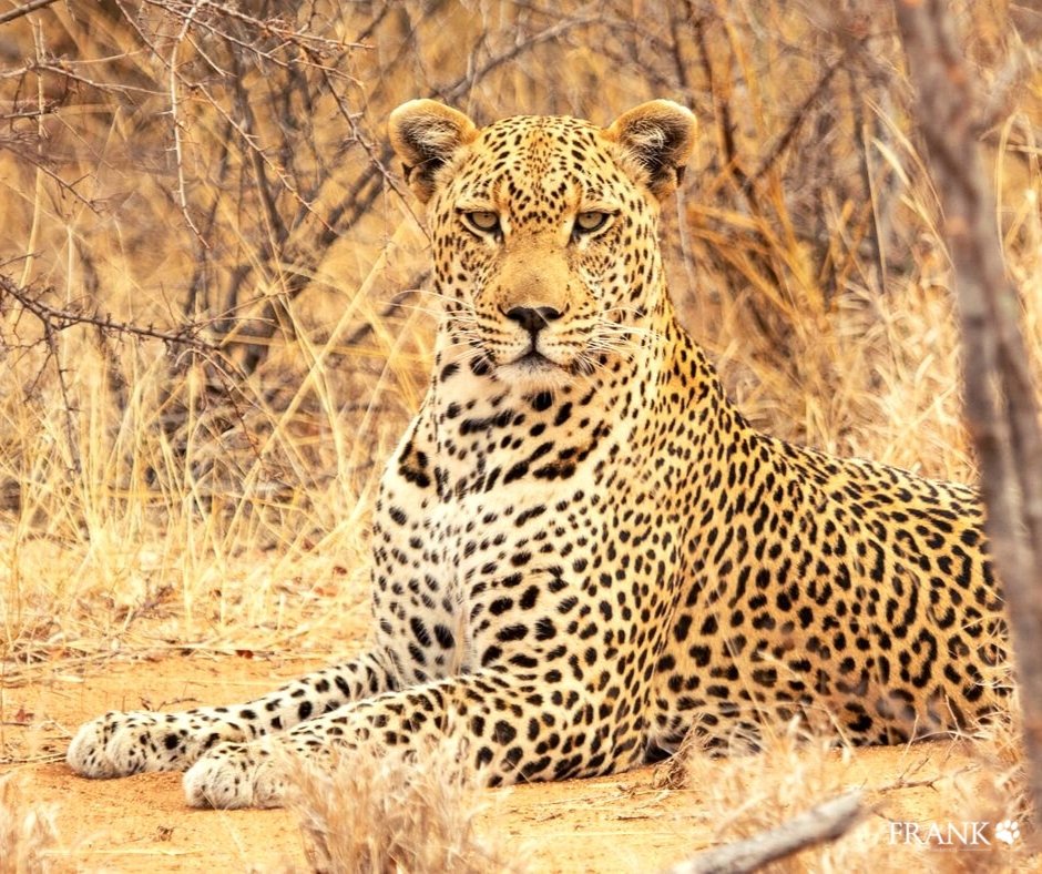 Our local leopard Ntima on high alert as the sounds of hyenas echo in the area. The dappling black spots on his body form circular rosette patterns that are golden in colour at the centre. Some of the spots on his neck, belly, and limbs are smaller and do not form rosettes.