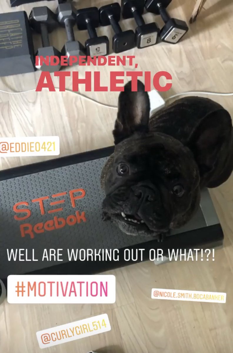 cela_mendoza's tweet photo. Had to share my niece dog! She’s ready for #mondayworkout #myauntieisaPhysicalEducator #PELife #SPES21daychallenge #frenchbulldog #reebokstep https://t.co/gNBRcGz5Uf
