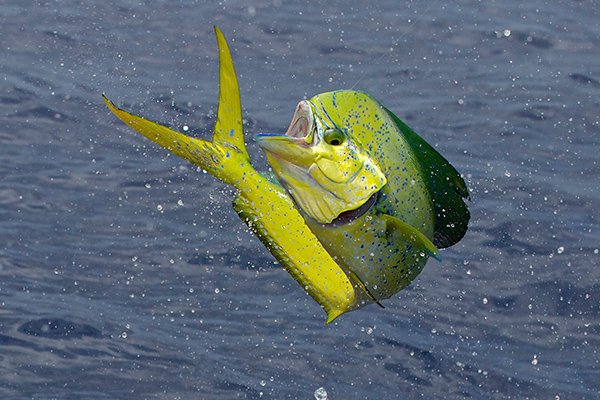 TheIGFA's tweet photo. This mahi is jumping into Monday like he means it. Be like this mahi.
#motivationmonday #fishIGFA #joinIGFA https://t.co/MoBZAhHUIf