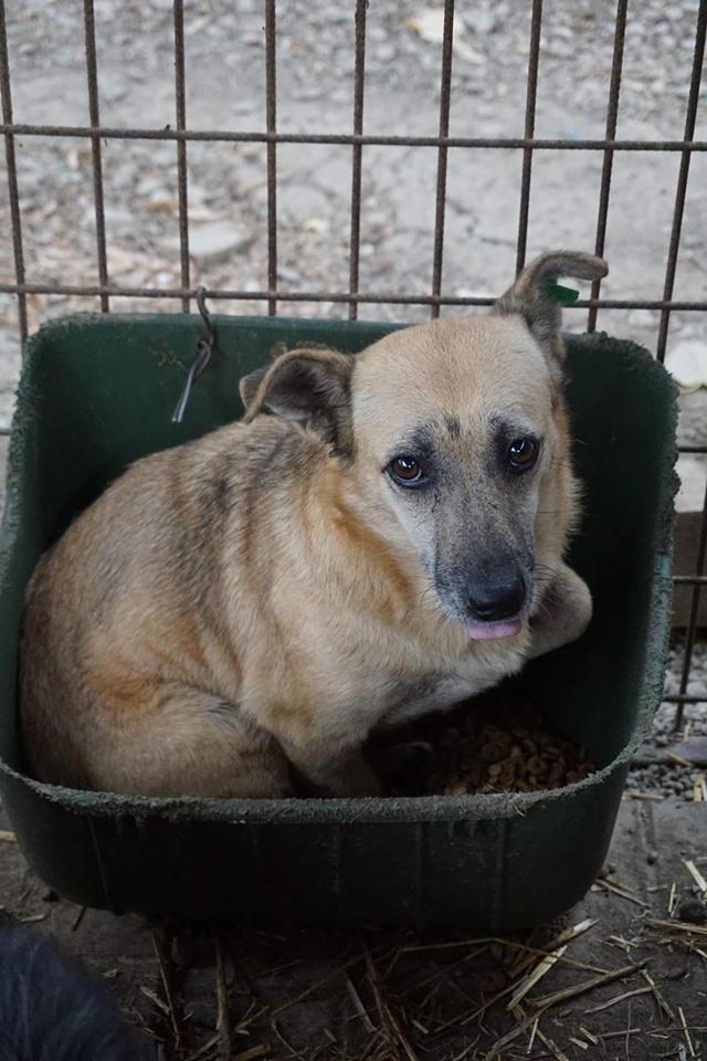 GUNDIE😓
Eine ältere Hündin, die schon lange im Vetkennel war und nun im Welpen-Kennel irgendwie klar kommen muss. Alternativen gibt es für sie aktuell nicht.
Meist sitzt sie in der Hütte oder einem Trog.

💟Hündin
💟~7 J.
💟~40cm
🖊️prodogromania.de/bilder/index.p…
📧info@prodogromania.de
