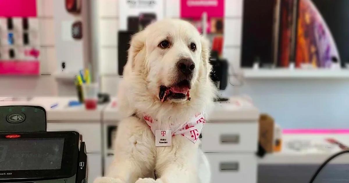 Oh, you want a new #iPhone11?  Be right back.  I just need to retrieve one. 😀