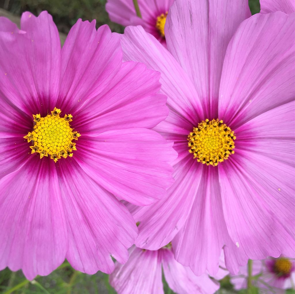 Finally got to visit the lovely gardens at La Paloma #rockford #illinois #hiddengem #gardens