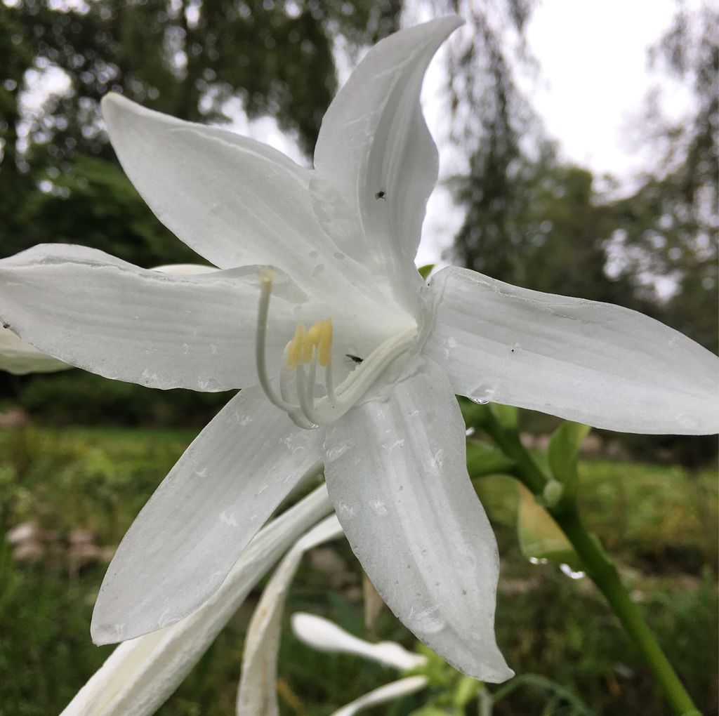 findagarden's tweet photo. Finally got to visit the lovely gardens at La Paloma #rockford #illinois #hiddengem #gardens https://t.co/mdXvDoAMTN