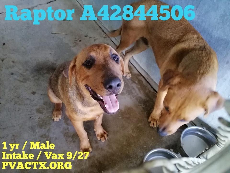 And again 27 precious lives are in great danger of being killed #KillAnimalCenter #TX #PalmValley #Edinburg 
Don't look away, our suffering is hard to bear, but you are our only hope of life 😭💔rescue@pvactx.org 
facebook.com/groups/pvacRES……