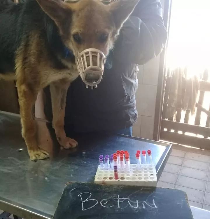 elcampito's tweet photo. Nuestro amado Betún debe ser operado.
Tiene temas delicados en el bazo, por lo que se debe extirpar, pero las plaquetas están muy bajas, así que estamos intentando levantarlas y cuando los valores ayuden será sometido a cirugía.
Si queres amadrinarlo👉 https://t.co/TRhavbMKJn https://t.co/HZI9G3GtUB