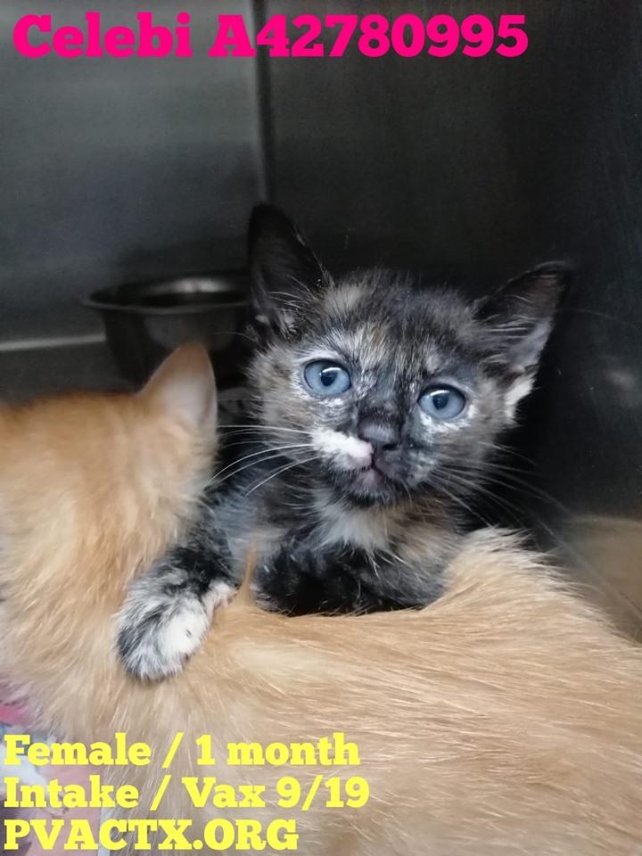 And again 27 precious lives are in great danger of being killed #KillAnimalCenter #TX #PalmValley #Edinburg 
Don't look away, our suffering is hard to bear, but you are our only hope of life 😭💔rescue@pvactx.org 
facebook.com/groups/pvacRES…