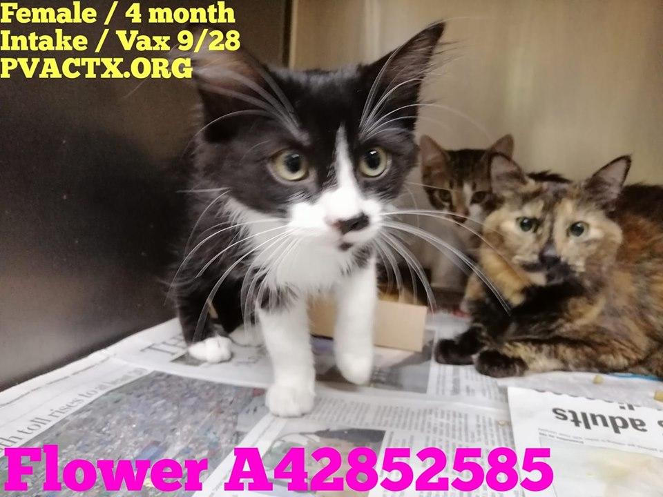 And again 27 precious lives are in great danger of being killed #KillAnimalCenter #TX #PalmValley #Edinburg 
Don't look away, our suffering is hard to bear, but you are our only hope of life 😩💔rescue@pvactx.org 
facebook.com/groups/pvacRES……