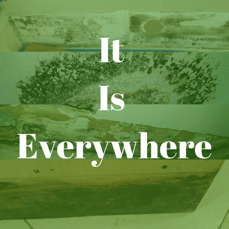 MrMoldInc's tweet photo. The truth is that mold is inevitable. Mold spores exist everywhere in the environment and can transfer into buildings and homes through open doors and windows. 

#mold #mould #sick #sickbuildingsyndrome #blackmold #toxicmold #waterleak #coughing #runnynose https://t.co/fUFxIhJDWE