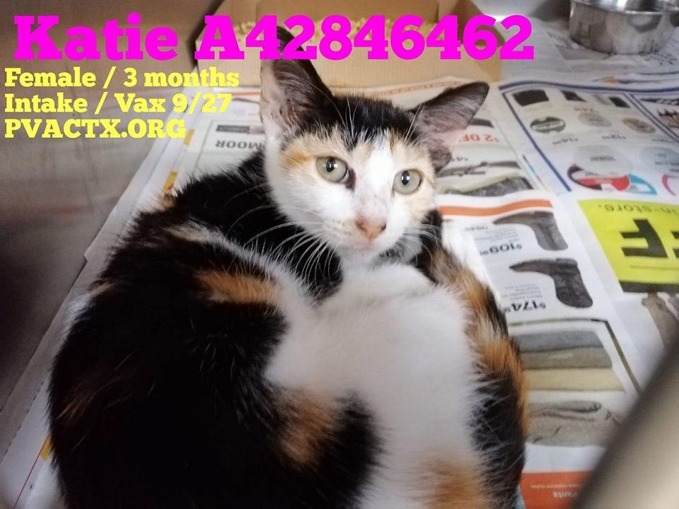 And again 27 precious lives are in great danger of being killed #KillAnimalCenter #TX #PalmValley #Edinburg 
Don't look away, our suffering is hard to bear, but you are our only hope of life 😭😩rescue@pvactx.org 
facebook.com/groups/pvacRES…