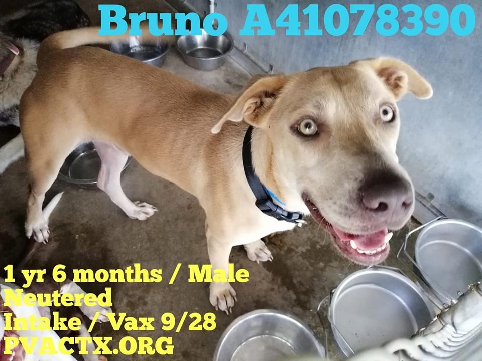 And again 27 precious lives are in great danger of being killed #KillAnimalCenter #TX #PalmValley #Edinburg 
Don't look away, our suffering is hard to bear, but you are our only hope of life 😭💔rescue@pvactx.org 
facebook.com/groups/pvacRES……