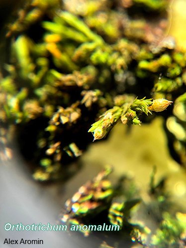UTKHerbarium's tweet photo. Alex Aromin, @UTK_EEB grad student, is researching maternal investment in #moss &amp; was awarded Breedlove, Dennis funds this year to do #fieldwork &amp; make #collections. She took some wonderful photos while she was working! #MossMonday #botany #plantscience @ResearchUTK @UTKnoxville https://t.co/dSUybvANAF