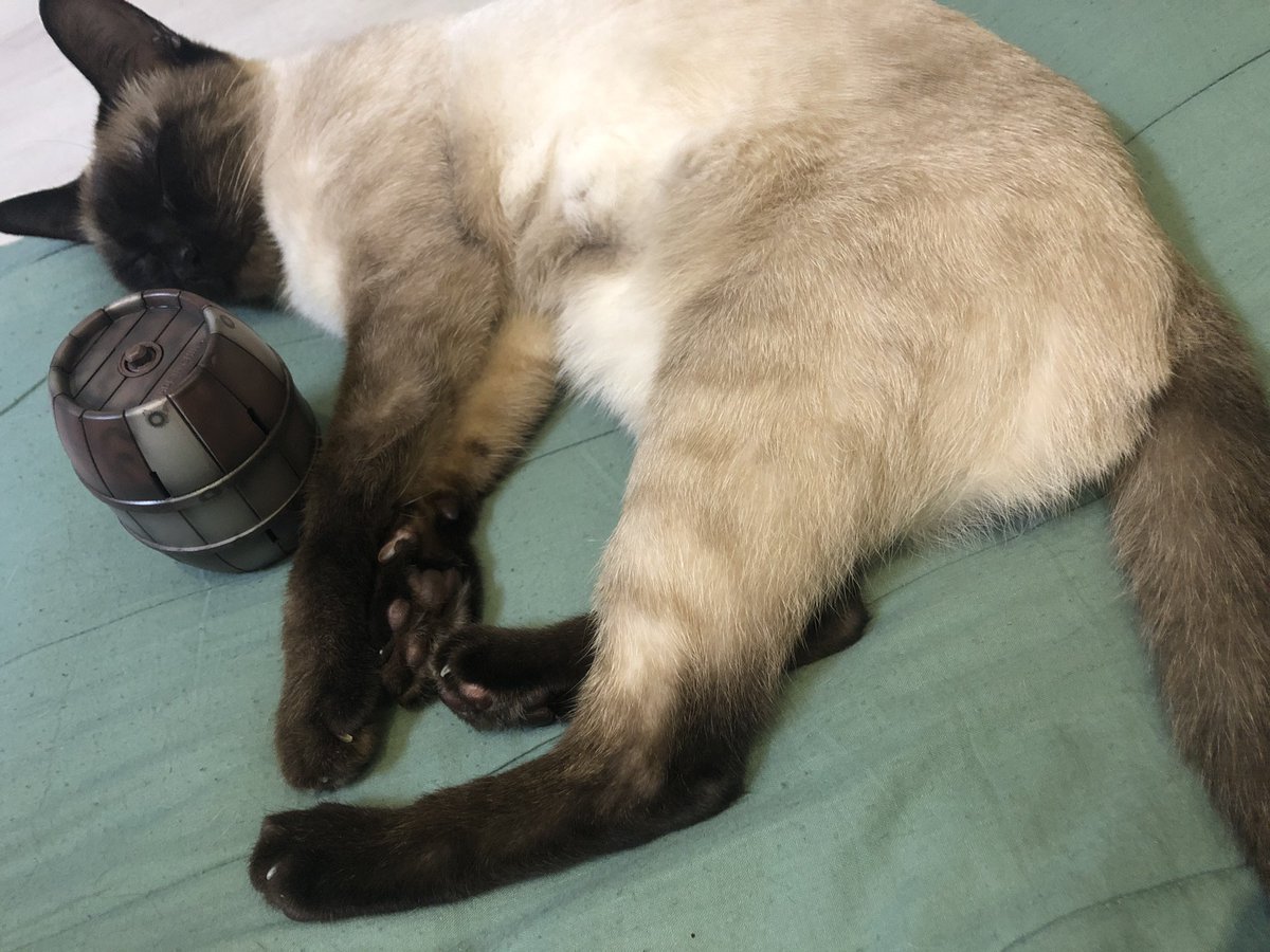 비비아종 자는김에 대형나무통폭탄G 설치 #샴고양이 #냥이 #몬헌 #몬스터헌터 #아이스본 #monsterhunterworldiceborne #대형나무통폭탄G #대검