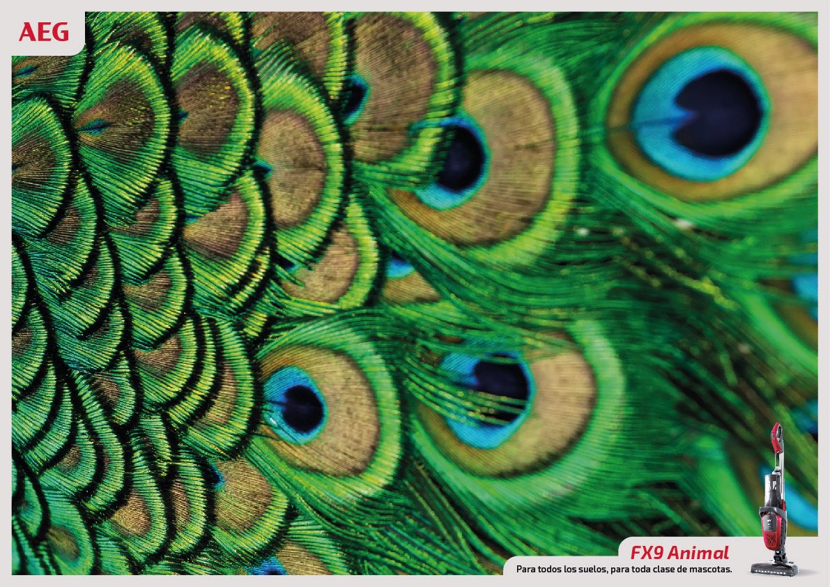 Singular_One's tweet image. Ya seas el mejor amigo de un tigre de bengala o una llama… En una casa con la aspiradora FX9 se mantienen los pelos a raya. 👏

Así de "animal" luce nuestra última campaña gráfica para el equipo de @AEG_Esp 

¿No te entran una ganas tremendas de acariciar la pantalla?