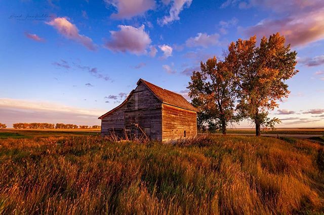 Brad_In_YYC's tweet photo. Fall. Sunset. Beautiful. It's snowy this Monday morning but looking back 2 weeks ago it looked like this.
#Canon#Canon60D #Sigma #SigmaLenses #Alberta #Canada #CaptureCanada #CaptureAlberta #Barn #PrairiePorn #Prairies #Sunset #Sun #Trees #barnsofinstagram
#sunsetsofinstagr… https://t.co/i7Xe8nLQnl