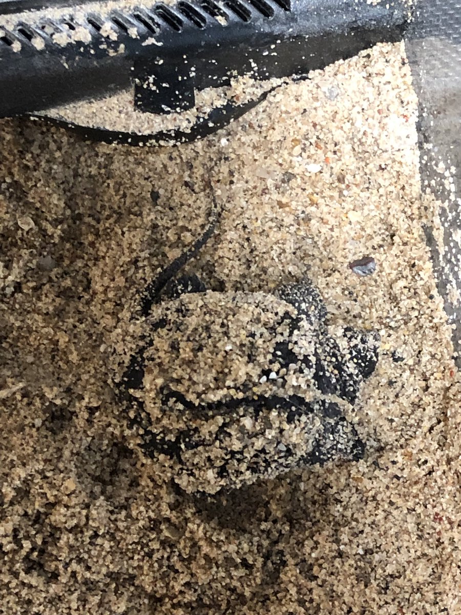 We have some new (temporary) visitors in our classroom...<a href="/edUcation_frwd/">James Murray</a> <a href="/edUcation_frwd/">James Murray</a>