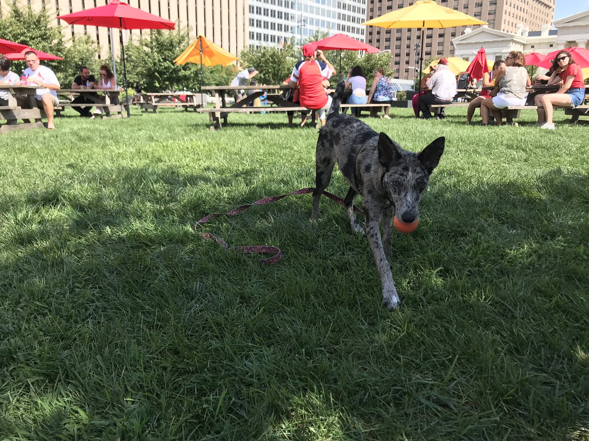We had almost as much fun as Ruby did at @QintheLouSTL this past weekend! Want your pup to be like Ruby? Join us this Sunday at @APAofMO Canine Carnival at Tilles Park in Brentwood, MO! k9xball.com 
#k9xdog #k9xball #fetch #stlmade #stlevents #stlouisevents #stl