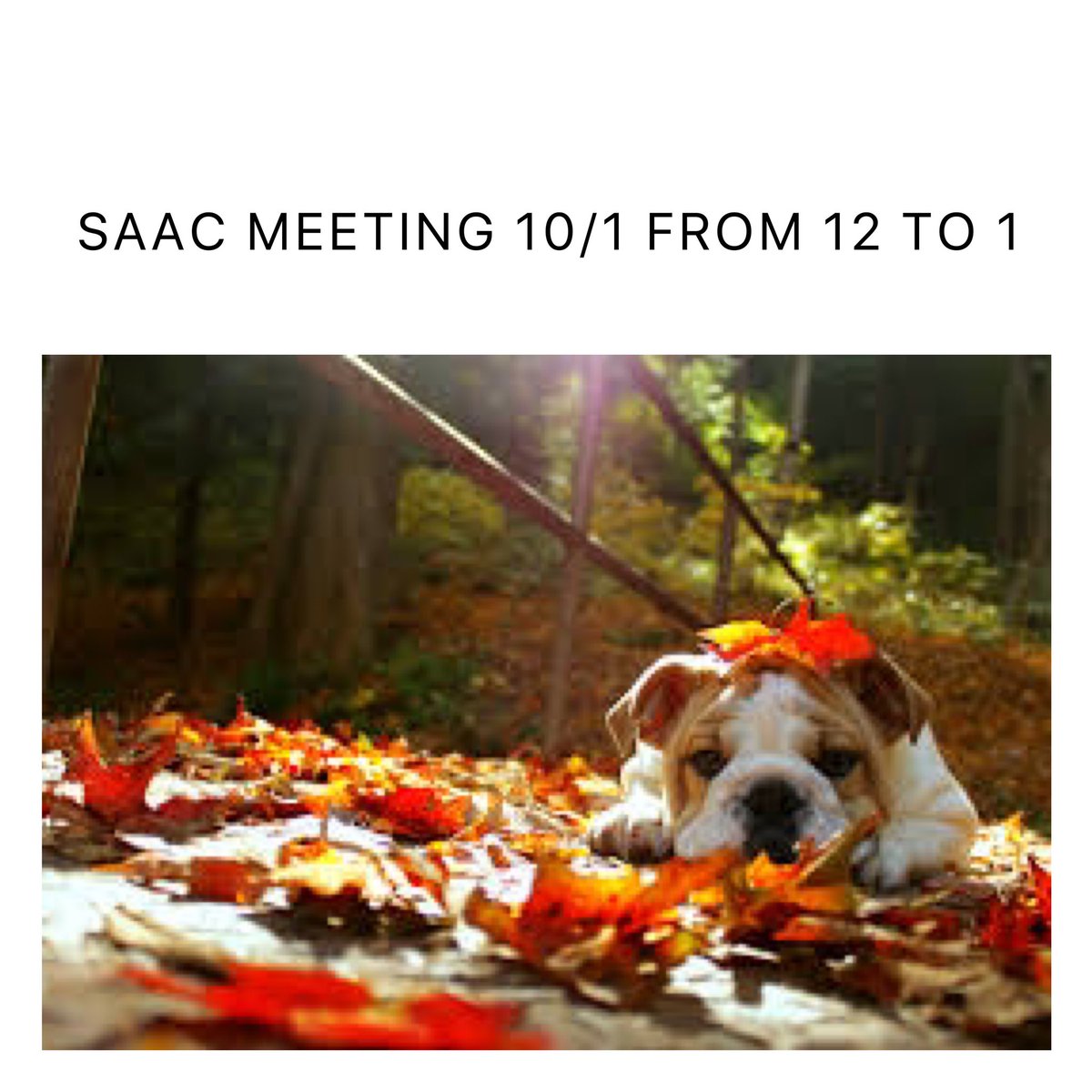 UNC Asheville SAAC tweet media