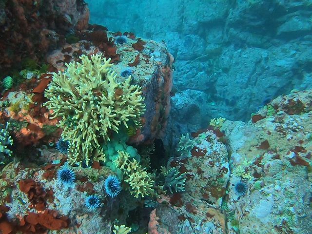 sadiewonderpup's tweet photo. Sunday’s dive at Blue Fish Wall was a stunner. No need to edit this! Hydrocorals, tunicates, fields of strawberry anemones, rock fish and lil critters galore. I didn’t know where to look next! #sodamnlucky #diverdannie #ptlobos #greatdivebuddies https://t.co/3lXZDraYKS https://t.co/PdWLv2A7fW