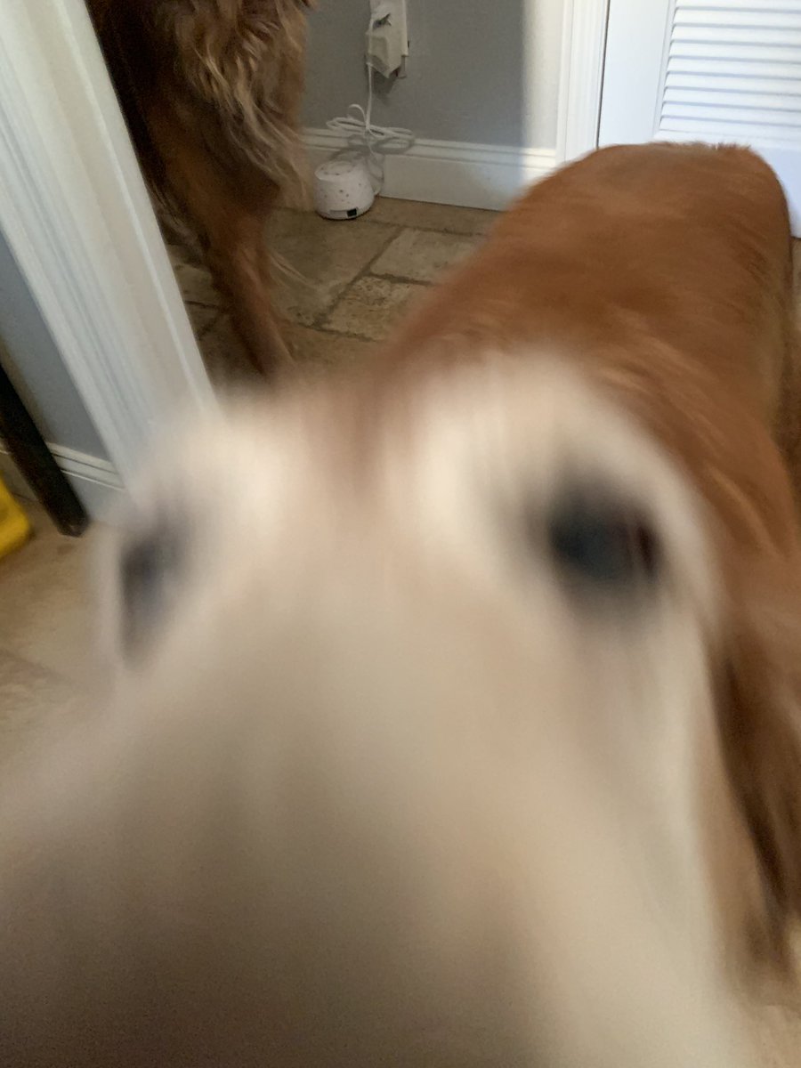 fieldsmel's tweet photo. After being gone all weekend at the @BofA_News #bettermoneyhabits retreat, both of the doggos were very excited to see their mom! Lots of tail wags, nose boops, and (smelly) gift offerings. The cat... eh, not so much. 🤷🏼‍♀️ #goldenretrievers https://t.co/pxffOc0YJY