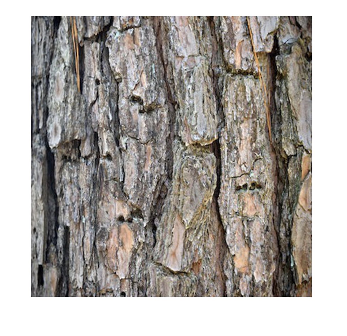 Stilts Issue 5 is now LIVE!

Featuring poems from Jennifer Maiden, @jbruinstroop, Judith Bishop, Liam Ferney, Lucy Dougan, <a href="/PipCSmith/">Pip Smith</a> , Ben Walter, Simon Hall, Rachel Mead, <a href="/juliemaclean2/">julie maclean</a>, Kathryn Hummel, Rachel Mead, and Luke Beesley

stiltsjournal.com/issue-5