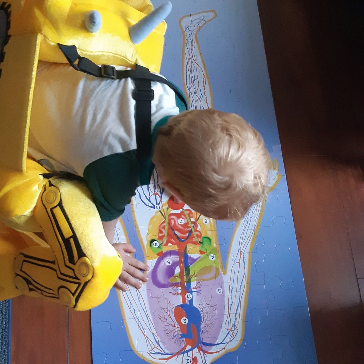 ScienceShimmers's tweet photo. Can't wait for my middle schoolers to see this toddler sized anatomy puzzle #reviewclass #rnsscience #RNSsteam #creativity #cohort21 #middleschoolersarethebestschoolers https://t.co/FmHaLhlSY2