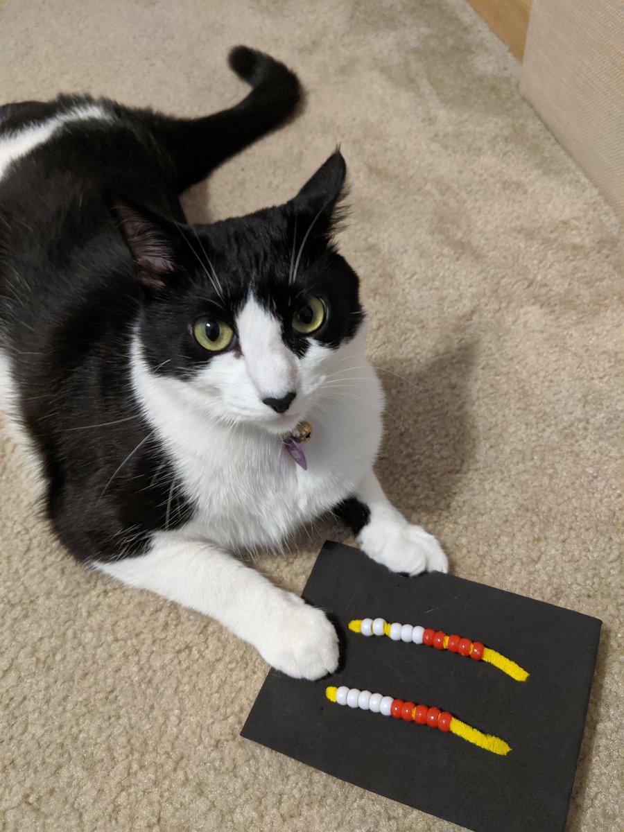 KatlinSnodgrass's tweet photo. A few weeks ago we made rekenreks in math class. Tonight, my cat decided she wanted to learn to count too 😂 @smileymathsteen https://t.co/yHrQCNsb1R