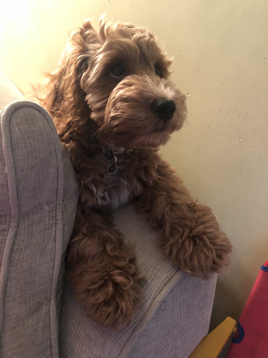 karenlambert01's tweet photo. Paolo Lambert. Who isn’t really supposed to be on the arm of the settee... #paolothecockapoo #cockapoopuppy #f1cockapoo @InspiralGraham https://t.co/6sACQZ7nJ7