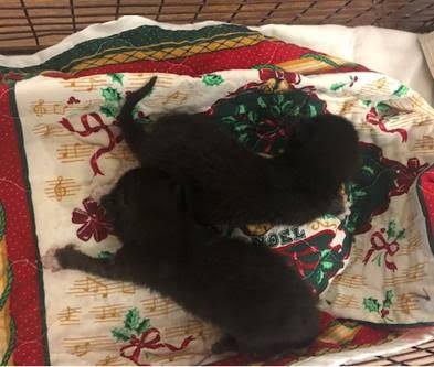 Two tiny 5-day old kittens in #WestPalmBeachFL must have a bottle feeder today by 4pm! Please step up &amp; be a fosterer &amp; save these precious lives! Reply to PBC-ACC-Rescue-Request@pbcgov.org now please! BEYOND URGENT!
facebook.com/PBCACC/photos/…