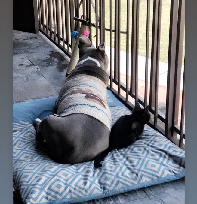 You got this big buddy. Feel better plz 💕 https://t.co/UztFGzFr4a