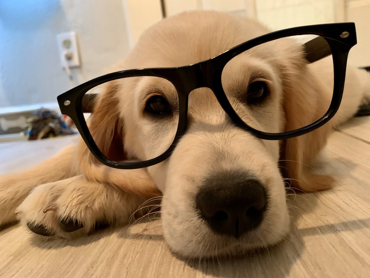 NickCombo8's tweet image. Monday feels, am I right @GoStanford? #NerdNation