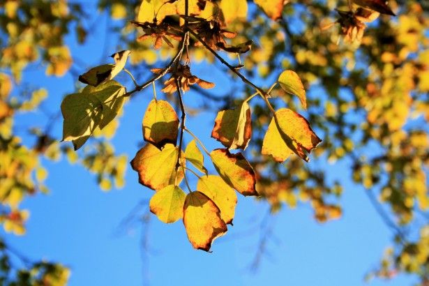 ElevationDesCo's tweet photo. Changing and falling leaves may be a beautiful indication of fall, but they're also a major clean-up hassle. You won't beLEAF how spotless your properties can be with Elevation's fall clean-up services! 🍁 https://t.co/J1lmY2jHQY