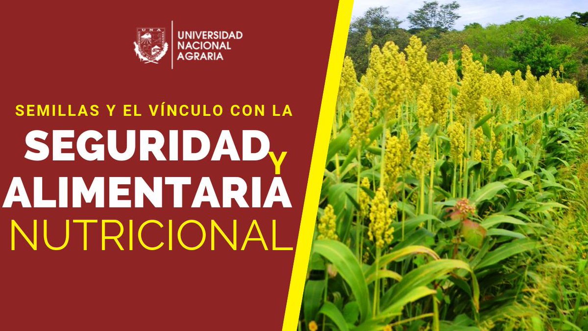UNAnicaragua's tweet photo. #LaCentenariaDelAgro inicia su nuevo #CanalAlternativo en #YouTube : #Conferencias y #DiscursosOficiales, con la ponencia de #HugoWilson, especialista en #TecnologíaDeSemillas. #TransmisionesEnVivo #UNAenYouTube
Suscribete: 👉https://t.co/tRxXPXBXzZ https://t.co/DQNr7oZSXU