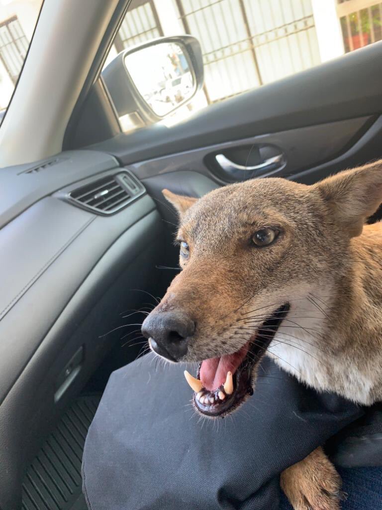 alex21jimenez's tweet photo. Hoy mi hermana recogió a un COYOTE pensando que era un perro atropellado y lo llevo al veterinario. https://t.co/ocQxgV76ED