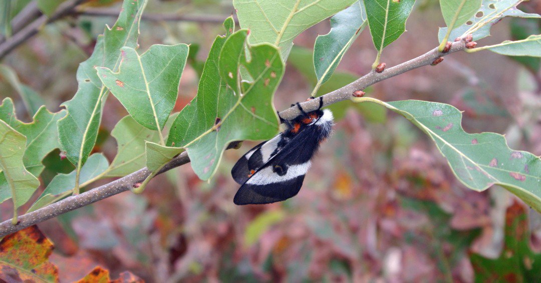 The buckmoths are flying! Learn more about them here: ow.ly/Jxia50wwUth