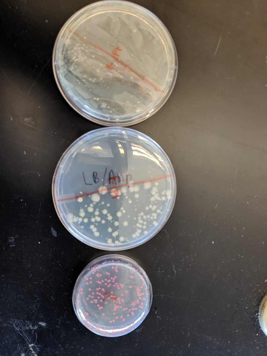 Students had amazing bacterial transformation results! Big shout out to @aliaqatarneh and <a href="/ABEProgOffice/">Amgen Biotech Experience (ABE) Program Office</a> for allowing students to see the joy of biotechnology! #RFP #biotech