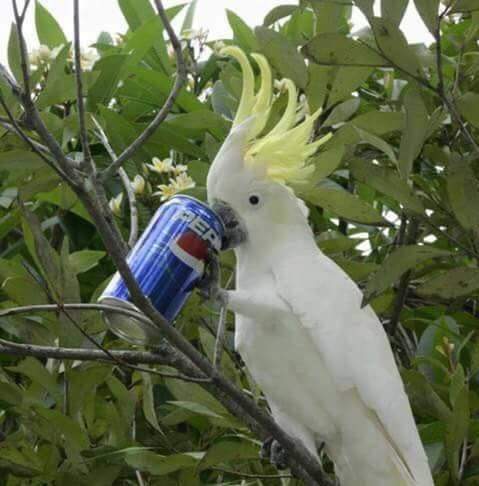 Попугай какаду самка. Веселое какаду найдите и исправьте. Веселое какаду найдите и исправьте. Забавный какаду. Малый желтохохлый какаду.