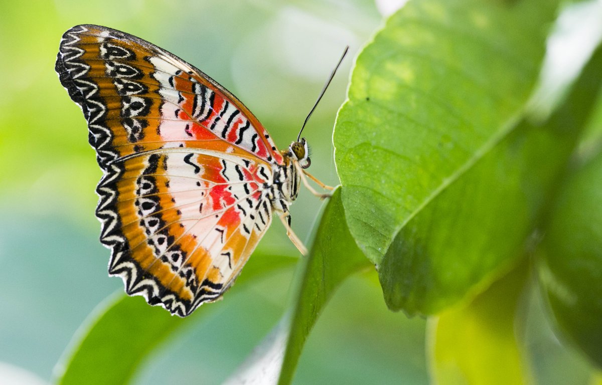 CarletonScience's tweet photo. With only 5️⃣ days until the 20th anniversary of the Butterfly Show at @Carleton_U, the countdown is ON! 

Join us for #CarletonButterfly2019 and be part of the 10k+ people who will experience and learn about butterflies and their ecosystems this year. 🦋

https://t.co/heImSQsFMq https://t.co/LcML8tNchg