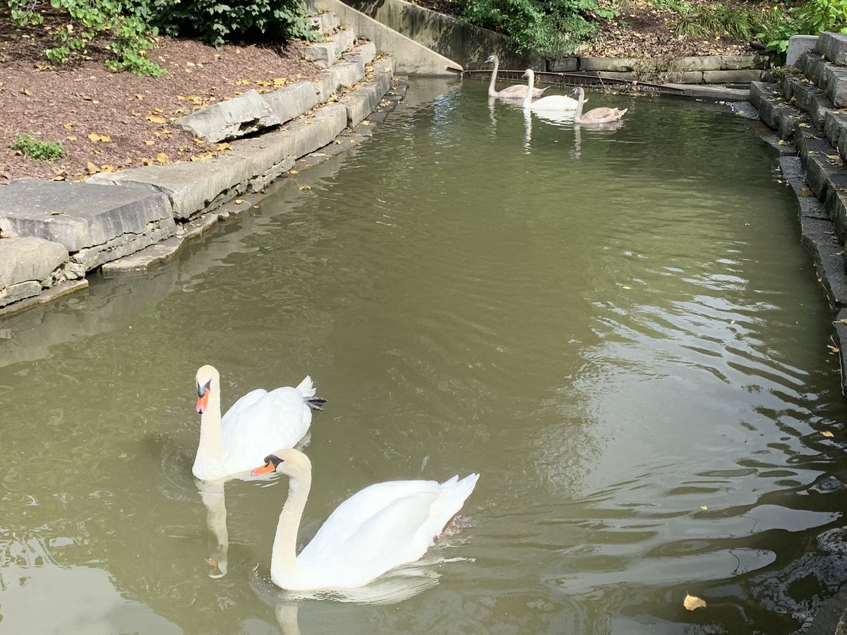 SchaumburgIL's tweet photo. Our swans are enjoying this beautiful fall day in @SchaumburgIL! Did you see how big the cygnets are now? For more information on the village's swan program, visit https://t.co/CrfHsU1bcO
#fallsummer #swans #cygnets #pond #soakupthesun https://t.co/z80kfMotVs