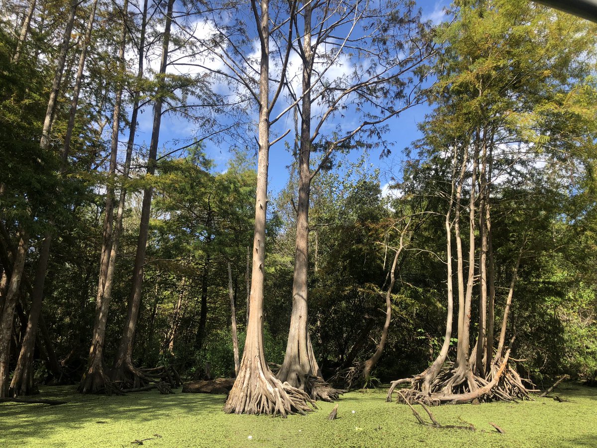 hallsgarden's tweet photo. Swamp tour yesterday outside of #NOLA. Great to see #NativeTrees mature. #BaldCypress #DeciduousConifer #Trees #CoolPlants @CajunEncounters 
TREE-MENDOUS experience! https://t.co/kfDpkHokBa