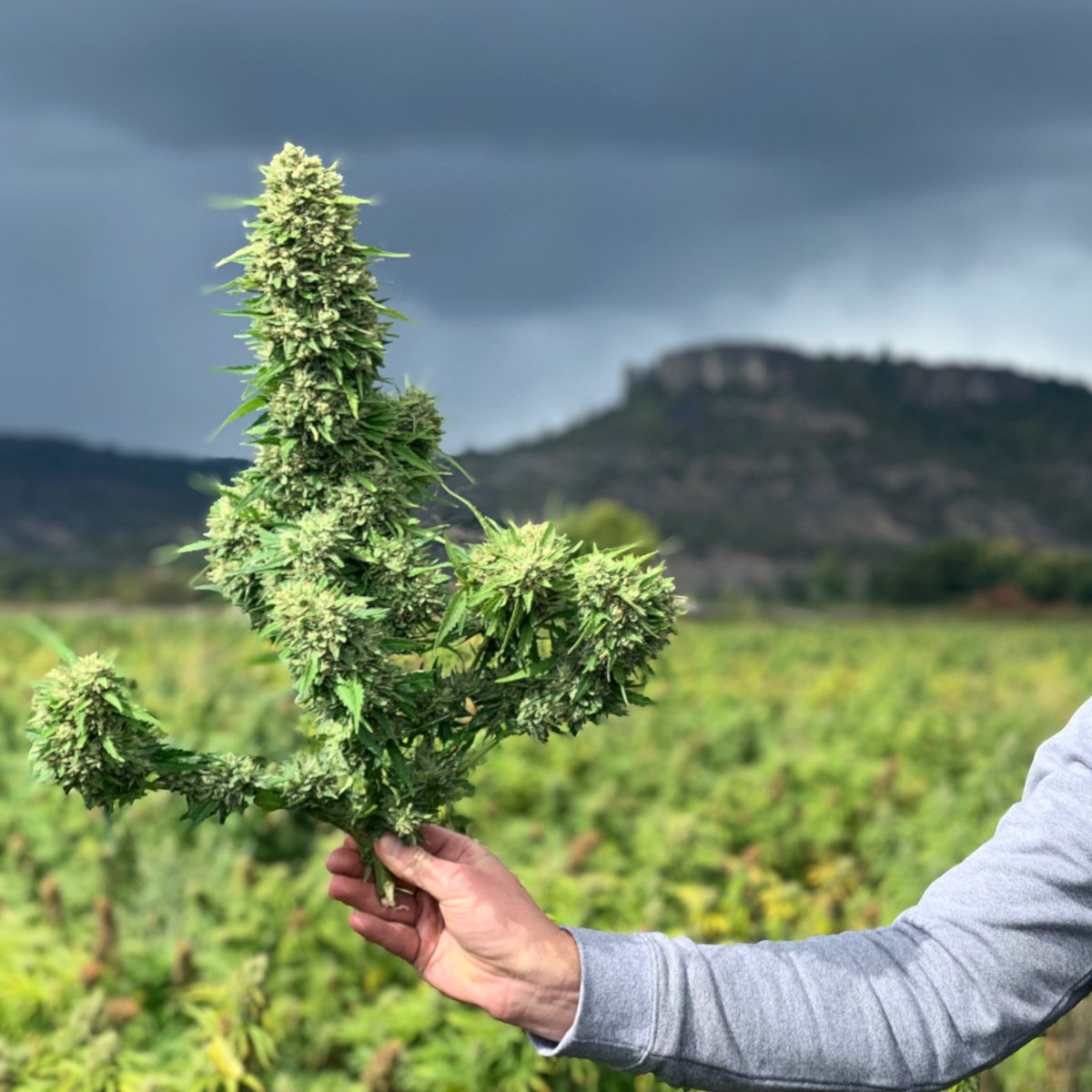 HemptownUsa's tweet photo. Our #CBG #hemp #harvest is in full effect here at #HemptownUSA - we’re working hard in #cola heaven with the gorgeous #TableRock as a backdrop. We wouldn’t have it any other way!
#farmlife #OregonCBD @OregonCBD #cannabis https://t.co/Y4wxnSG1rL