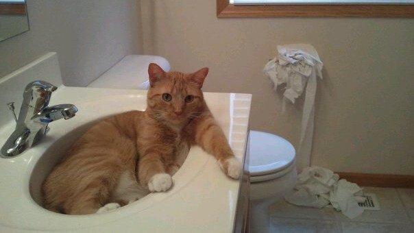 The Ellen Show tweet media