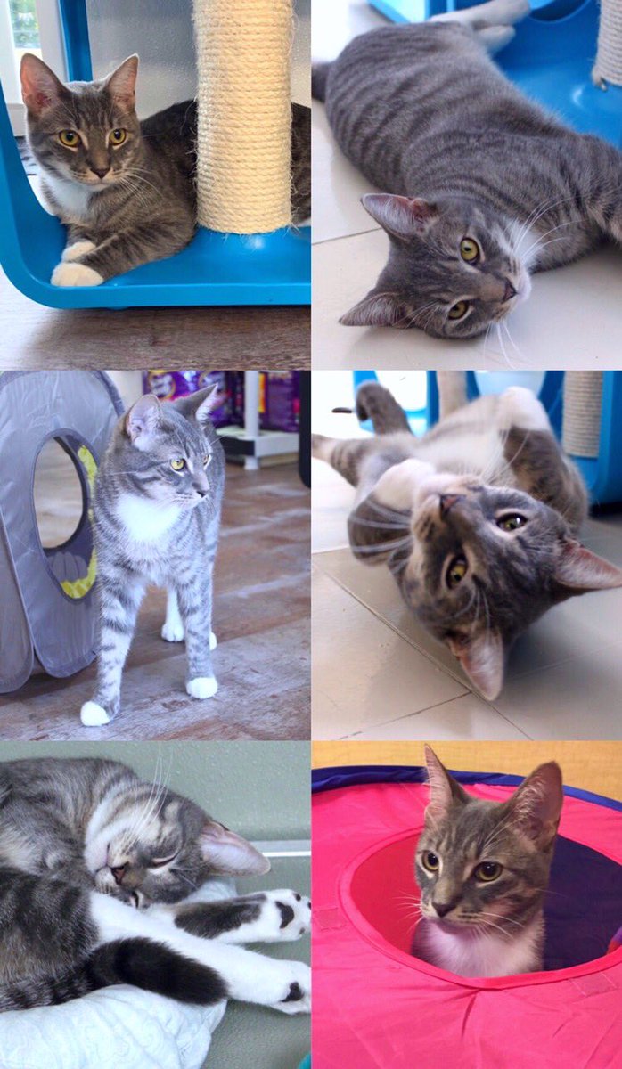 Playful Toby has found his happily ever after-he’s been #adopted! This gorgeous boy was rescued from a life outside by a caring volunteer &amp; is so grateful to have a new life safe inside. We’re thrilled for him &amp; wish him the best in his forever home. Happy life, handsome boy!