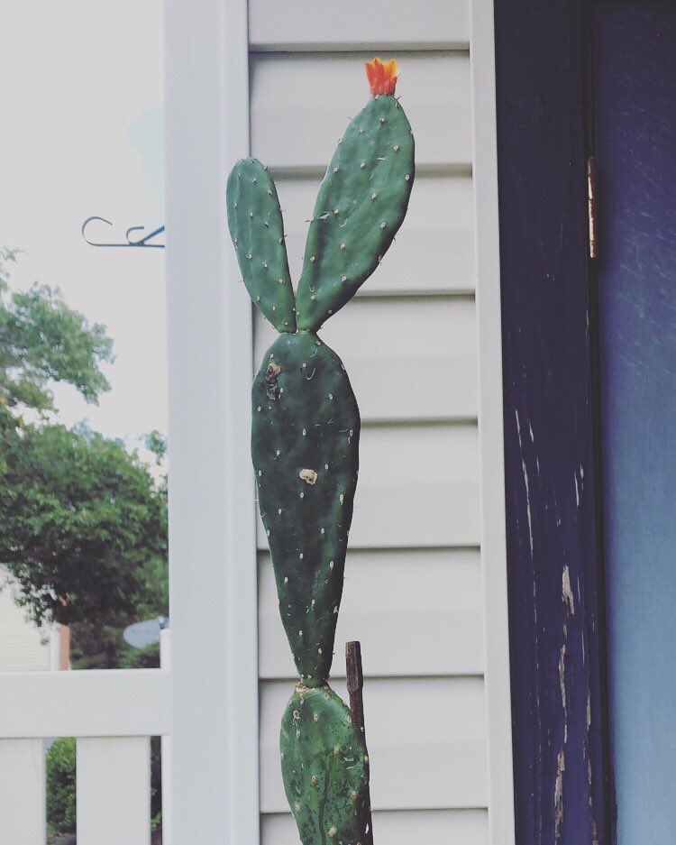 cactusqueen20's tweet photo. Blooms #cactus #pricklypear #cactusbloom #CactusTweets https://t.co/h8gEszexoY