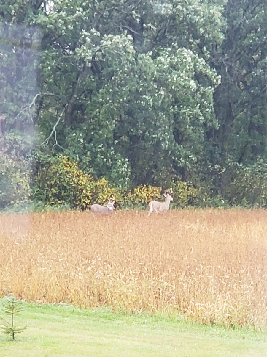 tfollis97's tweet photo. Looks like there is bucks in my soybeans this year. If only we could get the combine into them soon. #damnrain #harvest19 #hunt19 https://t.co/SvlQA32EcC