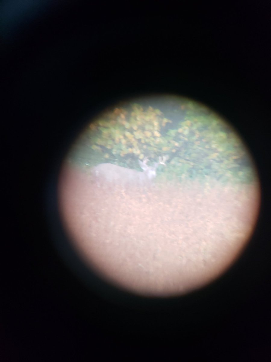 tfollis97's tweet photo. Looks like there is bucks in my soybeans this year. If only we could get the combine into them soon. #damnrain #harvest19 #hunt19 https://t.co/SvlQA32EcC