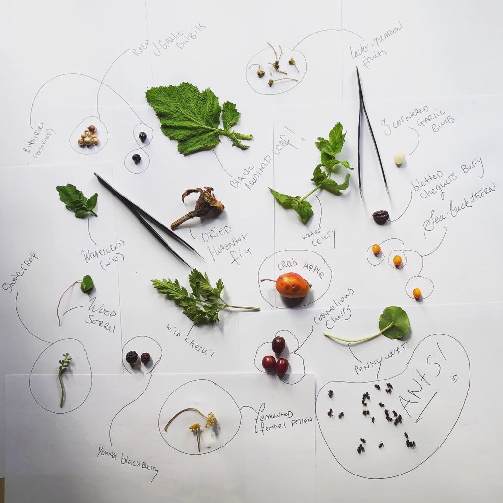 We often get asked, “what is that, the crunchy bit?” Or “the sour one” Well, with often so many components in our wild salad side plate, it can become an impromptu game of 20 questions to get to the bottom of it... #wild #wildfood #forage #food #heathyfood #autumnvibes #Kent