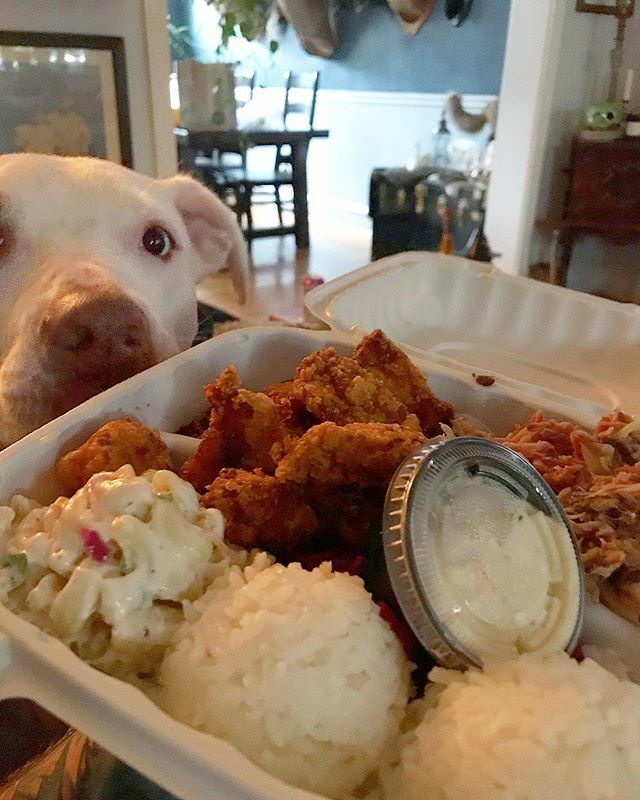 Justinswain's tweet photo. My absolute favorite lunch in Philly is from @poidogphilly and it’s a combo of the mochi nori fried chicken and kalua pig.
Bonus tip: order the poke for your wife and eat some of that too https://t.co/A9meSO05Oy https://t.co/2H9h9Cj2T9