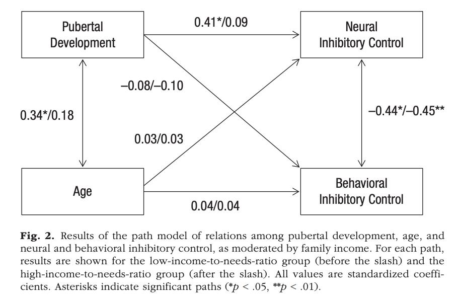 How do economic disparities and puberty interact to influence brain development? Advanced pubertal development was associated with higher functional activation in the prefrontal cortex during inhibitory control, but only for adolescents from poorer families. (2/2)