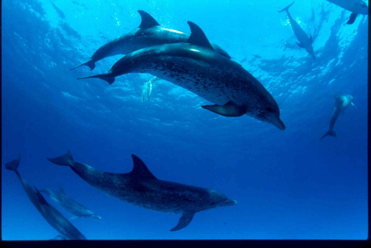 1World1Ocean's tweet photo. #DidYouKnow: Dolphins are highly social animals and tend to have specific friend groups, just like humans! 🐬
.
.
.
📷: @MacFreeFilms #dolphins #dolphincove #dolphinexplorer #dolphinspotting #dolphinwatching #protectwhatyoulove #saveouroceans #ProtectTheMarineLife https://t.co/YnZntQasfT