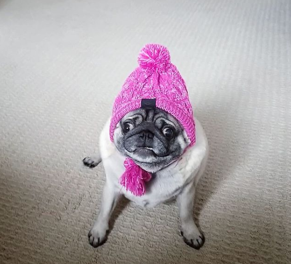pickles in pink <a href="/LilPicklesDaPug/">Lil Pickles Da Pug</a>